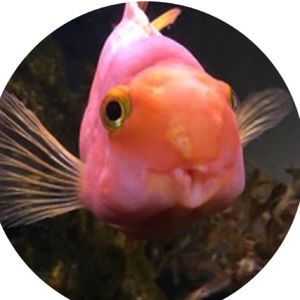 Meet your Posher, Cathy